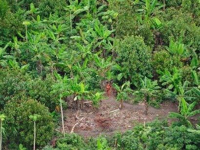 Hombre pintado com bija, tinte de semillas de annato, rodeado de palmeras en la huerta de la comunidad. Fotografia © Gleison Miranda/FUNAI/[Uncontacted Tribes](http://www.uncontactedtribes.org)/[Survival International]( http://www.survival.es) 