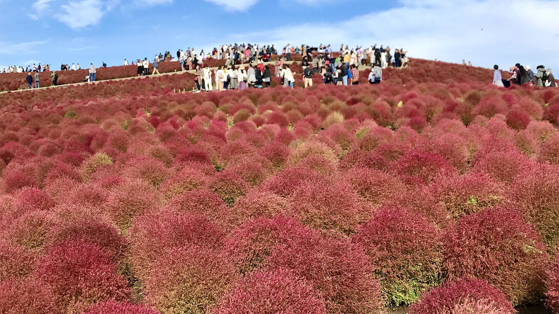 Hitachi Seaside Park in Ibaraki prefecture © Alma Reyes