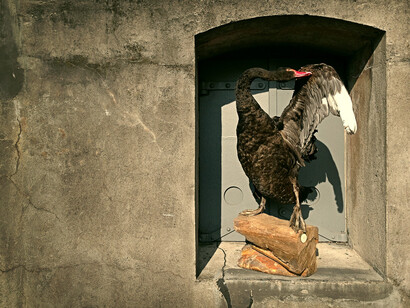 Black Swan, 2014, courtesy of Sinke and van Tongeren