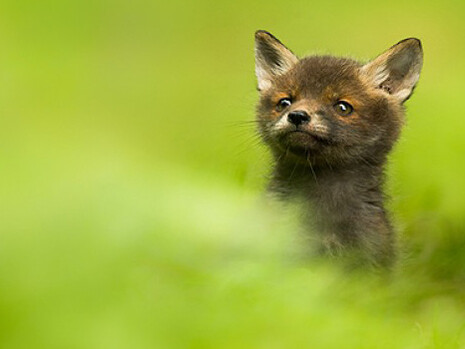 British Wildlife Photography Awards 2017. Courtesy of Horniman Museum and Gardens