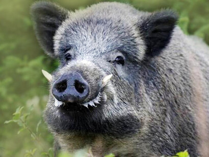 Nell’Italia continentale è stato introdotto il cinghiale che, come mammifero autoctono, esiste solo in Sardegna