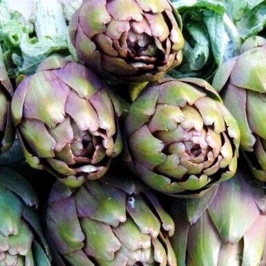 Coltivato nelle fertili terre del brindisino, questo carciofo ha ottenuto l’Indicazione Geografica Protetta grazie alle sue caratteristiche uniche