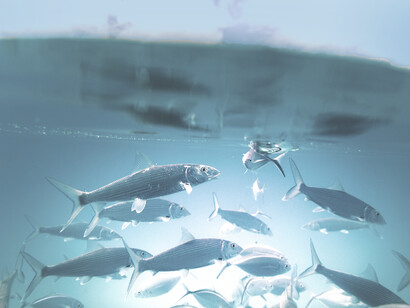 Peces debajo del mar, Macuro estado Sucre, Venezuela. La punta noreste de Paria es rica en Pargo, Mero, carachana, sierra, sardina, medregal, lisas, langostas, mejillones y otros recursos marinos
