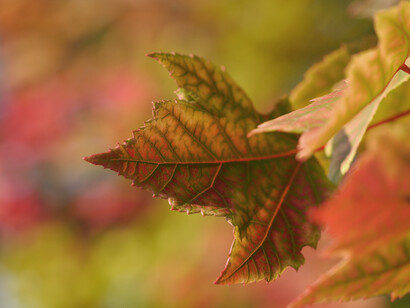 Boston in autumn