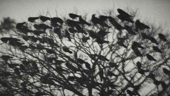 Masahisa Fukase. Courtesy of Foam