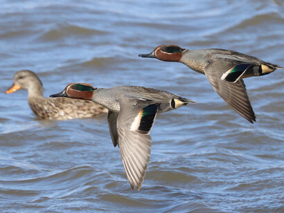 Common Teal in flight (c) Gehan de Silva Wijeyeratne