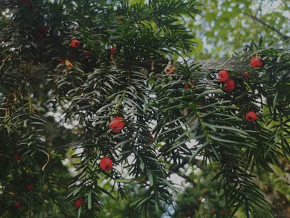 Rami di tasso nel bosco di Caronia