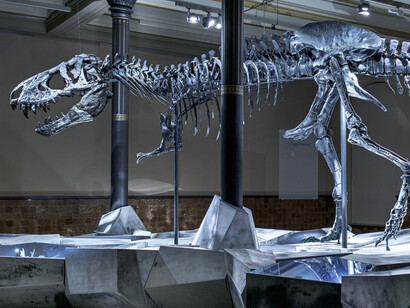 Tristan. Berlin bares teeth. Courtesy of Museum für Naturkunde