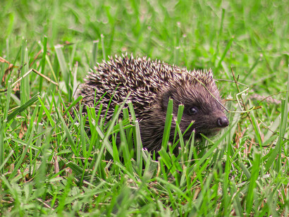 Per aiutare i ricci lasciate un cumulo di foglie dove andare in letargo