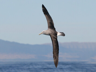 L'albatro rappresenta il biblico messaggero di Dio, annunciatore della conciliazione tra gli uomini e la natura 