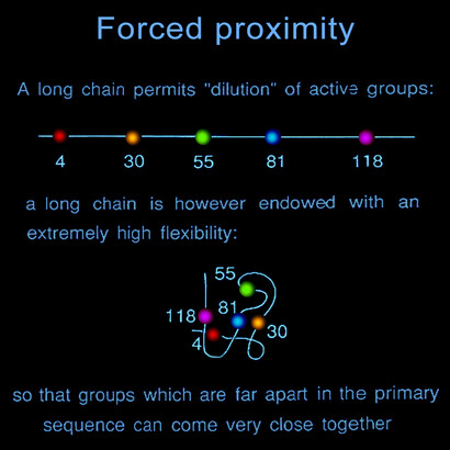 The “forced proximity” of residues in the folding of a protein chain: residues which are distant from each other in the primary sequence, are forced to come in close proximity to each other, so to constitute the chemistry of the active site. 