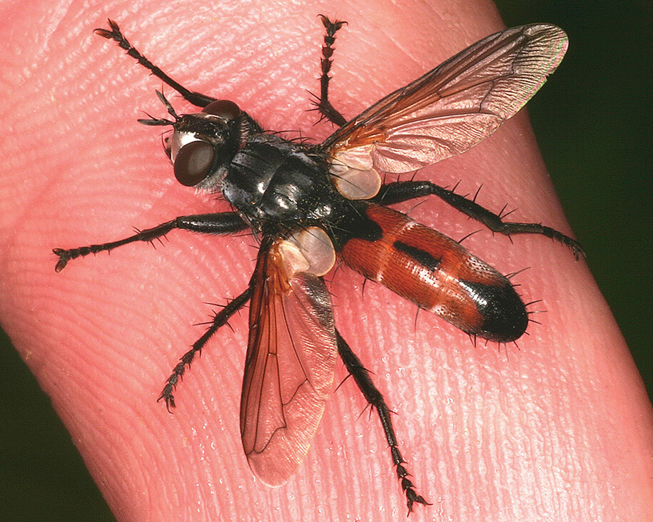 Fliegen, Mücken und Flöhe. Courtesy of Museum für Naturkunde