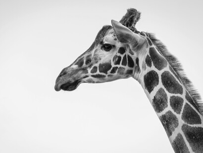 Il collo della giraffa, lungo oltre due metri negli adulti, ha reso quest'animale iconico fin dall'antichità