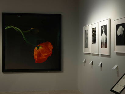 Robert Mapplethorpe, Le forme della bellezza, veduta della mostra. Cortesia del Museo dell’Ara Pacis