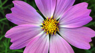 To build a flower formed by eight identical petals, as in this example, the plant needs the bits of information for only one petal, then the information of “repeat” it eight times.