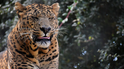 A tiger in Jim Corbett National Park, Ramnagar, Uttarakhand, India