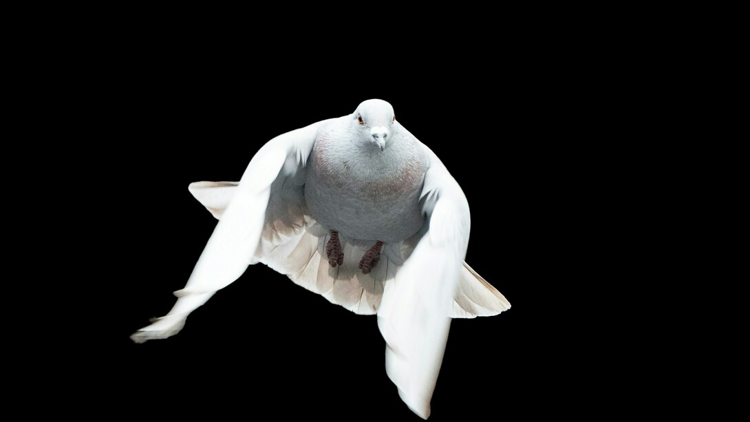A dove, the oldest symbol of peace. Sachs proposes a settlement that would permanently end hostilities between Russia and Ukraine, rather than a temporary ceasefire