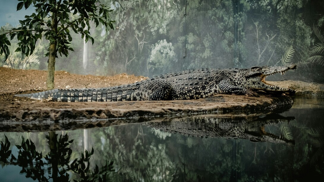 Il coccodrillo del Nilo (Crocodylus niloticus) è un rettile acquatico dell'ordine Crocodylia, diffuso in gran parte dell'Africa