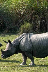 Adult Rhino with its cub grazing in Kaziranga National Park