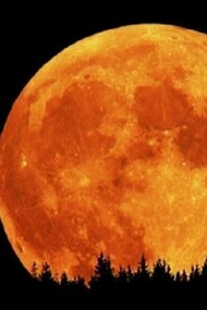 Surreal orange moon over the tree tops