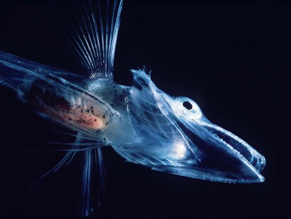 Un ice fish, o pesce di ghiaccio