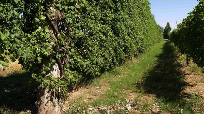 L'Asprinio e il suo territorio. I vigneti di Asprinio sono un museo naturale a cielo aperto, un paesaggio naturale unico, che permette di ottenere un vino, “allegro, leggero, brioso” e uno spumante elegante, eccezionalmente buono, molto ricercato per la sua naturale freschezza (Veronelli), riconducibile soltanto a questa terra: l’agro aversano, a cavallo delle province di Terra di Lavoro e Napoli
