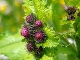 La bardana minore (Arctium minus)