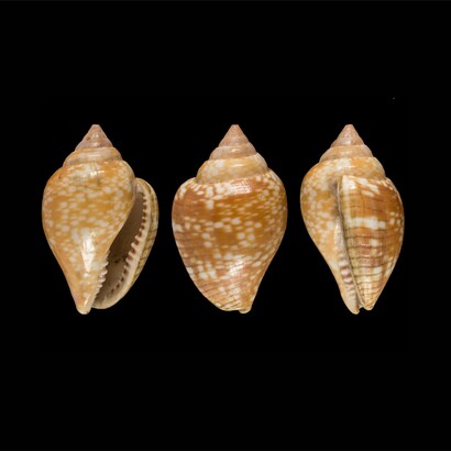 La presenza della Columbella rustica è particolarmente significativa perché questa piccola conchiglia marina è stata spesso utilizzata come ornamento, suggerendo che gli abitanti della grotta attribuissero un valore simbolico o estetico a questi oggetti
