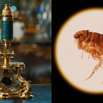 Compound microscope with a micrometric stage, 1750s. Courtesy of J. Paul Getty Museum