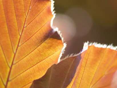 The season of failure