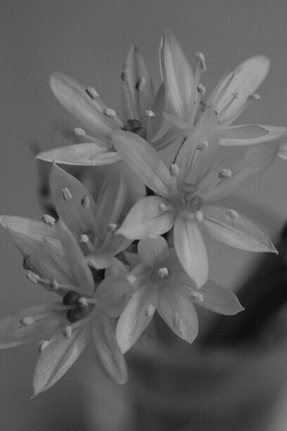 La delicadeza de una flor es mayor cuando varias