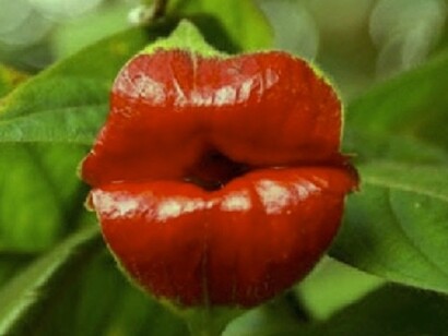 Flor típica del parque