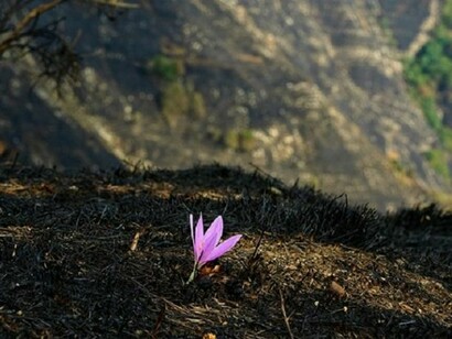 Resilience to adversity