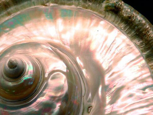 Virtual Shell Hall. Courtesy of Royal Belgian Institute of Natural Sciences