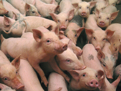 Pigs