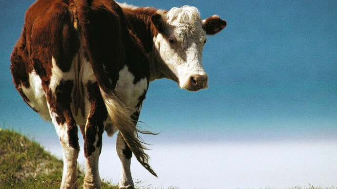 Ciência considera a saúde psicológica dos animais é um factor importante