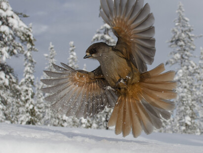 Edwin Sahlin, Finalist, "Snowbird", Category: 15 to 17 Years, Sweden