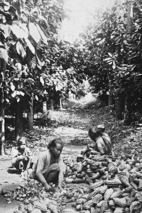 Cultivo de cacao, colección del 
Wereldmuseum Amsterdam 