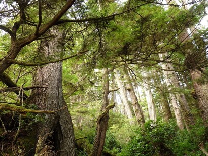 El patrimonio forestal de Latinoamércia