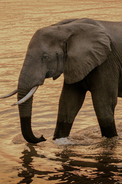 Un elefante si rinfresca in una laguna al tramonto