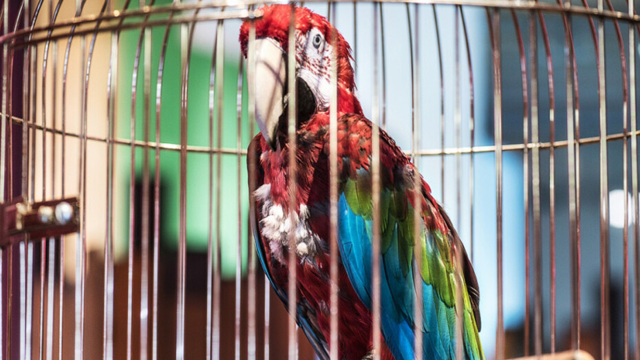 Macaws. Courtesy of Museum für Naturkunde