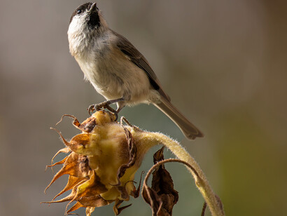 A small bird atop a dried sunflower