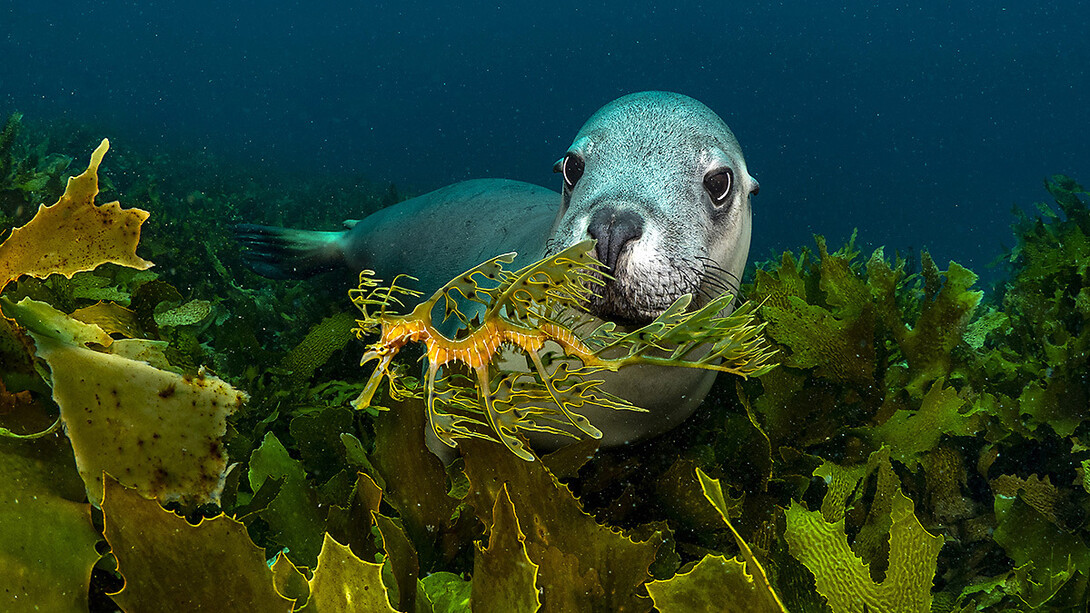 Planet ozean, ausstellungsansicht. Mit freundlicher genehmigung des Gasometers