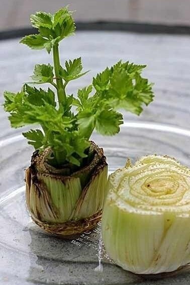 Verdure biologiche gourmet