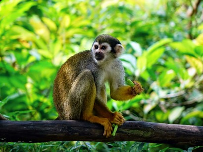 A squirrel monkey peacefully sitting on a branch, conveying how protecting natural habitats can be key to maintaining healthy fauna