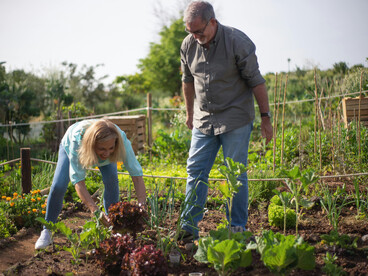 Older couple working together in a lush urban garden in Portugal, surrounded by fresh vegetables and greenery
