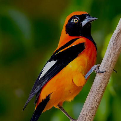 Venezuelan troupial