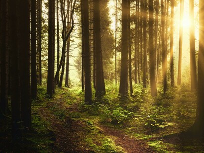 Sunlight streaming between tall trees, conveying the quiet breakthrough that happens when you finally let yourself be seen