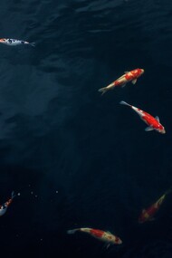 Secondo la nostra concezione antropocentrica gli animali non hanno pensieri né coscienza