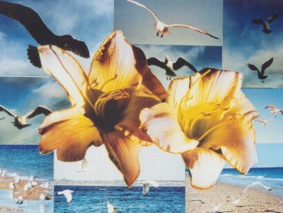 Peter Hutchinson, Lemon souffle (Giant flowers series) (detail), 2003. Courtesy of Gaa Gallery